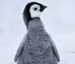 image-https://media.senscritique.com/media/000020380038/0/snow_chick_a_penguin_s_tale.jpg