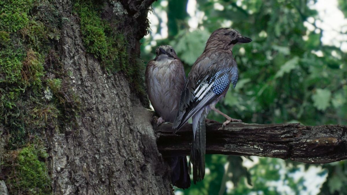 La Vie secrète des arbres - Documentaire (2020) - SensCritique