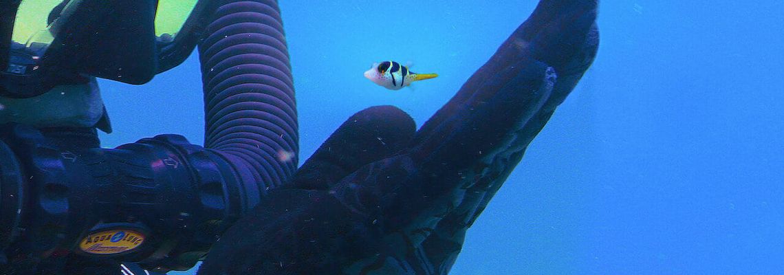 Cover Comme un poisson dans son récif