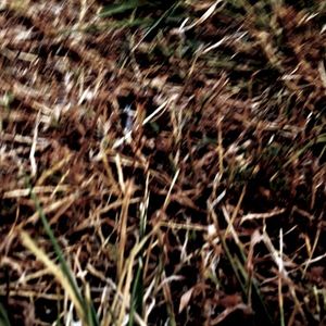 Sleeping Above the Dry Grassland