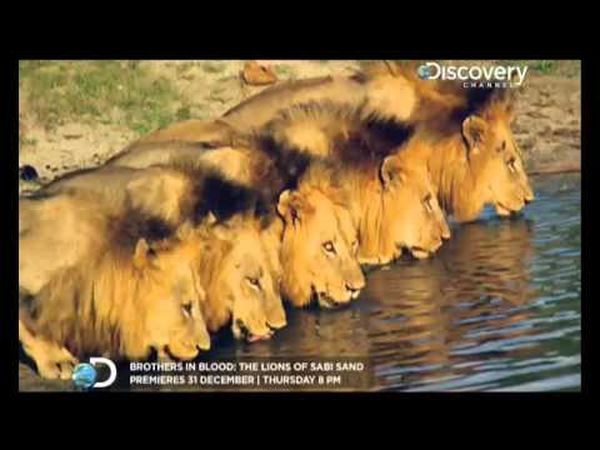 Brothers in Blood: The Lions of Sabi Sand