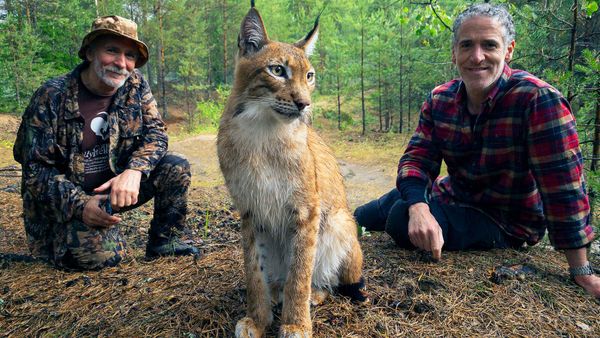 Les Bébés lynx et moi