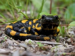 Salamandra salamandra (EP)