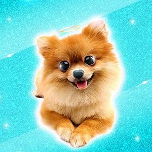 Pomeranians (Single)