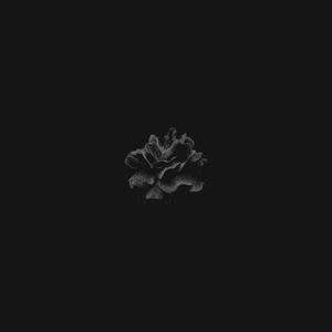 Rosethorn (Single)