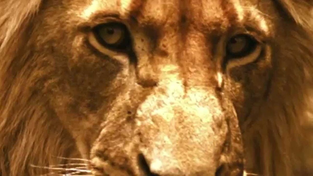 Brothers In Blood Mapogo Lions Full Documentary Brothers in Blood: The Lions of Sabi Sand - Documentaire TV