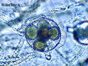 Stramenopile