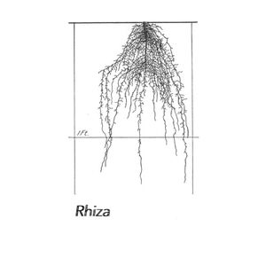 Rhiza (EP)