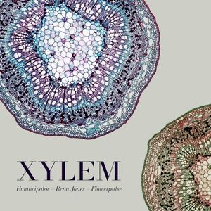Xylem (EP)
