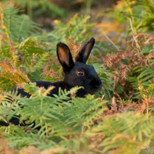 bunny chillin in the meadow