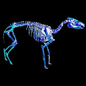 Mesohippus