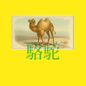 Camel 8