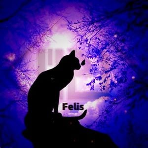 Felis (Single)