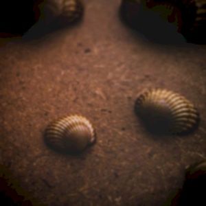 Shells and sand, naught but this -- (Single)