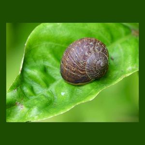 Snailworld (Single)