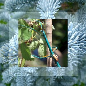 Achrioptera fallax (EP)