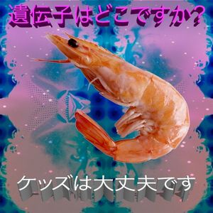 ケッズは大丈夫です (EP)