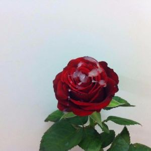 KMS (Single)