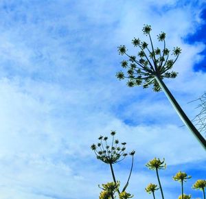 The Sky Gardener