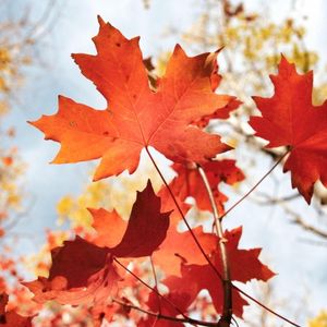 Maple Leaf (Single)