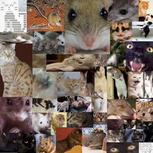 cat & mouse (Single)