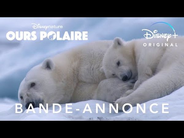 Ours polaire