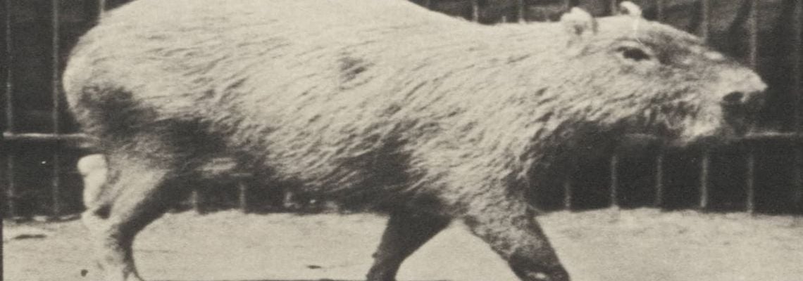 Cover Capybara Walking