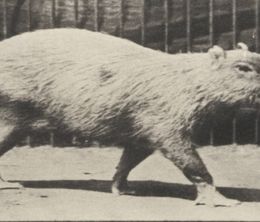 image-https://media.senscritique.com/media/000020604394/0/capybara_walking.jpg