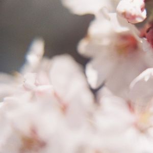 Cerasus Itosakura (Single)