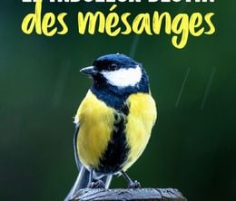 image-https://media.senscritique.com/media/000020616409/0/le_fabuleux_destin_des_mesanges.jpg