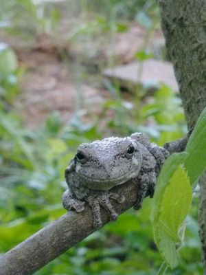 Hyla versicolor (EP)