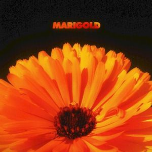 Marigold