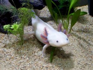 Ambystoma mexicanum