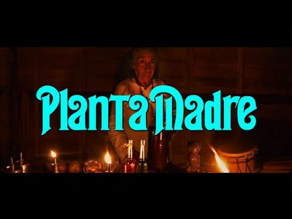 Planta madre