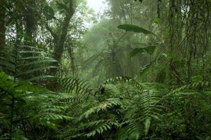 Tropical Forest (Single)