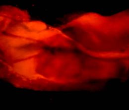 image-https://media.senscritique.com/media/000020712804/0/under_the_microscope.jpg