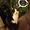Avatar Enolan