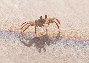 Sand Bubbling (EP)
