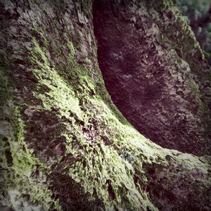 Moss (EP)