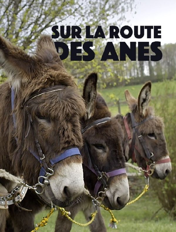 Sur la route des ânes