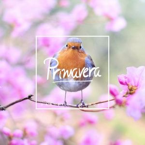 Primavera (Live)