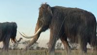 How To Build A Woolly Mammoth (But Should We?)