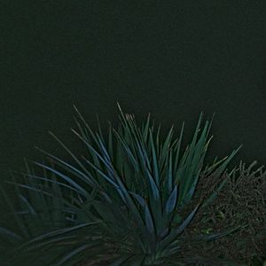Phoenix (Single)