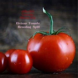 Eivissa Tomato Breeding Split (Single)