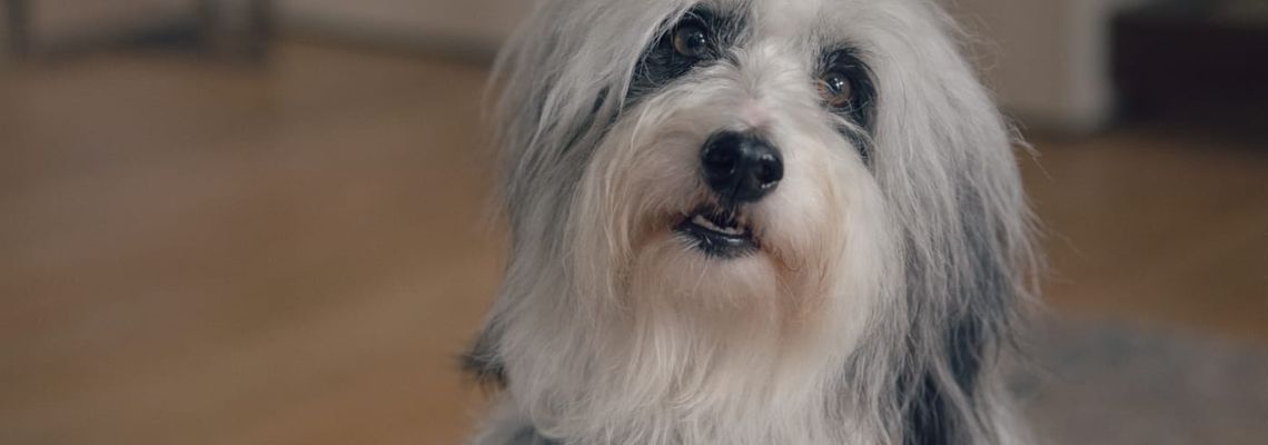 Cover Seul face à l'abeille