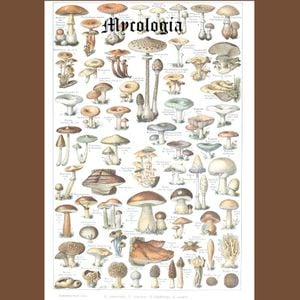 Assorted Mushrooms of New England