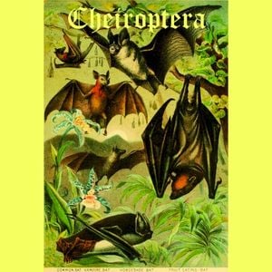 Cheiroptera (EP)