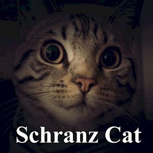 Schranz Cat