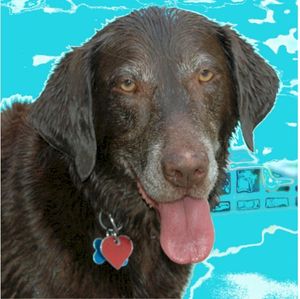 Buddhist Labrador