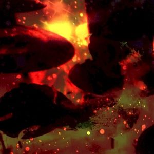 Phoenix (Single)